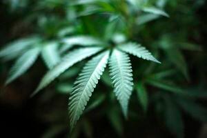 Virginia aprueba uso recreativo de marihuana para el 2024