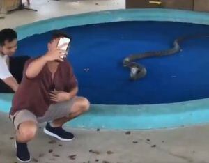 Vídeo que mostra homem levando susto ao tirar foto com uma das cobras mais venenosas do mundo se torna viral no Twitter