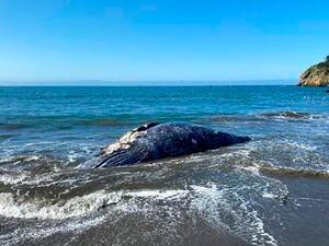 Cuatro ballenas grises de 12 metros aparecen muertas frente a la bahía de San Francisco