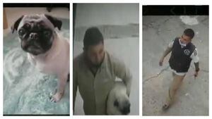 (VIDEO) Estos delincuentes entraron a una casa en Bogotá y se robaron a Pera, una perrita pug