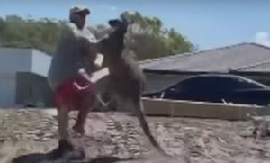 VÍDEO: Pai é nocauteado por canguru selvagem ao tentar proteger filhos; veja