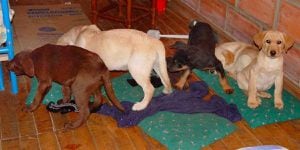 Veterinario utilizaba a cachorros como “mulas”, los operaba para implantarles paquetes de heroína liquida
