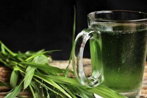 5 excelentes razones para beber clorofila