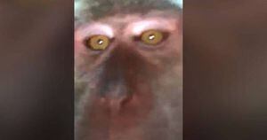 Vídeo: Homem encontra selfie de macaco em seu celular que estava perdido