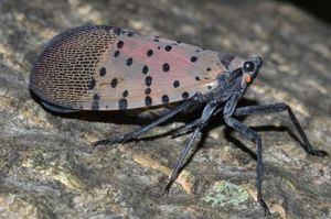 Insectos invasores provocaron cuarentena en condados de Nueva Jersey