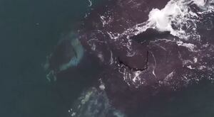 VÍDEO: curioso registro mostra duas baleias gigantes ameaçadas de extinção que parecem estar se abraçando