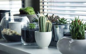 Cinco plantas con la capacidad de absorber la humedad en la casa