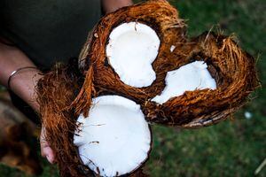 Limber de coco: El helado criollo