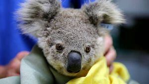 ¿Cuántos koalas quedan en Australia después de los incendios?