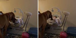VÍDEO: Em gesto fofo, cachorro balança o berço de um bebê