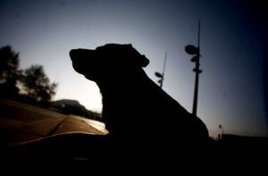 Argentina: mujer fue a alimentar a sus perros y murió atacada por ellos mismos