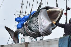 VIDEO. Así retomó Japón la caza comercial de ballenas