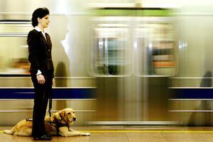 Governo libera transporte de animais no Metrô, CPTM e EMTU; veja regras