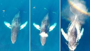 Vídeo espetacular registra mergulho de baleia gigante em alto mar