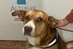 “Es un perrito joven”: Can que fue apedreado por hombre en Villa Alemana busca ser adoptado