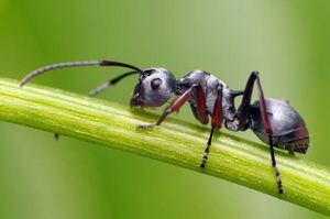 Enjambres de hormigas voladoras “invadieron” Reino Unido