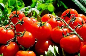 Estes são os 4 benefícios que faz do tomate fundamental para a saúde