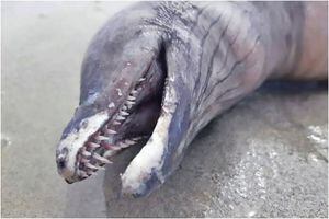 Extraña criatura, con cabeza de delfín y dientes de tiburón, apareció en una playa de Ecuador