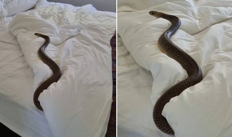 Vio una serpiente sobre su cama