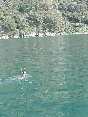 ¡Al agua! Captan a un venado nadando en el lago de Atitlán