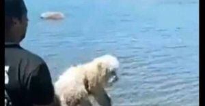 Indignación por video de hombre lanzando un perro a lago por "juego"