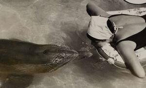 La historia de Margaret Howe Lovatt, voluntaria en un experimento de la NASA en el que se vinculó sexualmente con un delfín