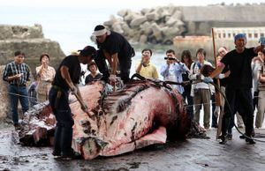 El regreso de la sangrienta tradición japonesa: estas son las razones del país para volver a cazar ballenas