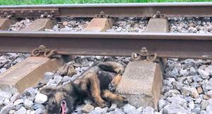 Lo apedrearon, le quebraron una pata y lo tiraron a las líneas del tren: cachorro fue rescatado y sobrevivió a las torturas