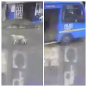 La sanción que recibió el conductor del Sitp que arrolló un perrito causándole a la muerte