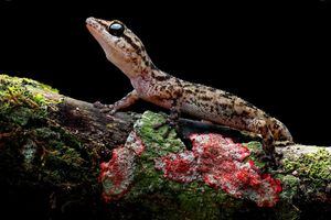 Dos nuevas especies de salamanquesas son descubiertas en Galápagos