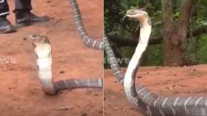 Vídeo mostra captura de cobra-rei agressiva de quase 4 metros; espécie é a maior cobra venenosa do mundo