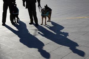 El orden germano: Alemania obligará a pasear a los perros dos veces al día