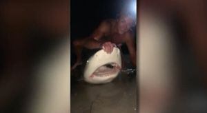 Vídeo mostra jovem capturando tubarão de quase 200 kg com vara de pescar