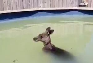 Canguro saltó a una piscina huyendo de los incendios en Australia