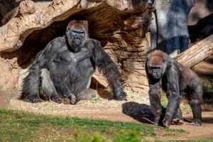 Un grupo de gorilas en zoológico de Estados Unidos se enferman de COVID-19