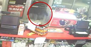 (VIDEO) Este astuto ladrón rompió la puerta para entrar a robar, sin percatarse que estaba abierta