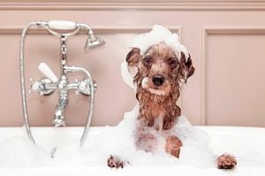 Perros: cinco recomendaciones para la hora del baño