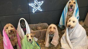 ¡Awwwwww! Esta es la mejor foto de navidad y si no te contagias con el espíritu eres todo un grinch