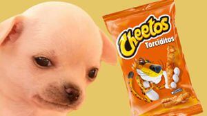 Ciencia: ¿Por qué las patas de los perros huelen a Cheetos?