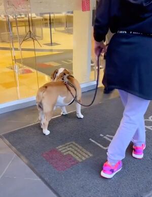 Perro Bulldog quedó fuera de mall por “gordo”: guardia lo discriminó por sus kilos de más