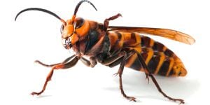 Avispón asesino: el nuevo y peligroso insecto mortal que llega a América