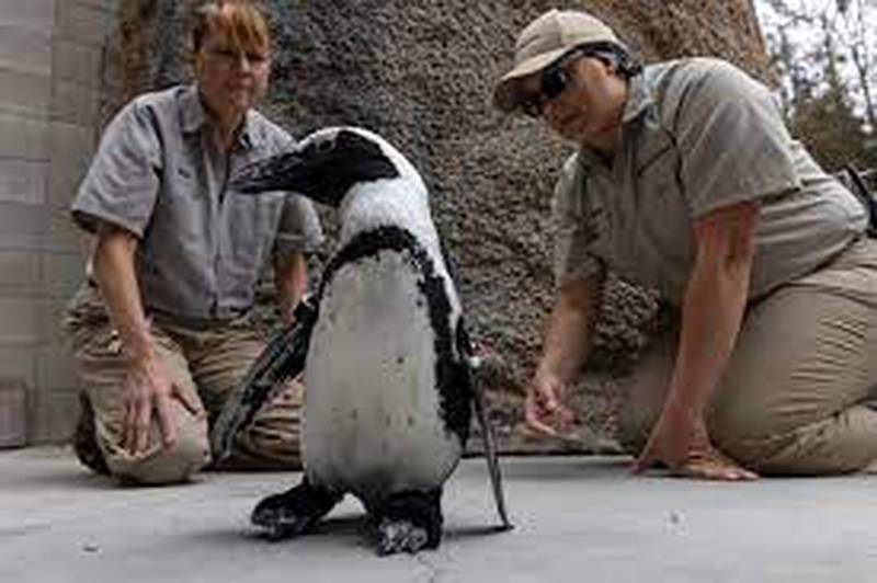 Lucas, el pingüino que luce feliz sus nuevos zapatos ortopédicos.