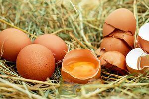 Dale un impulso y más vida a las plantas con las cáscaras de huevos