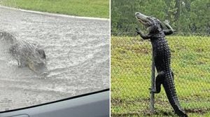 Vídeos de crocodilos pulando cerca e 'nadando em rua' se tornam virais e preocupam a Internet