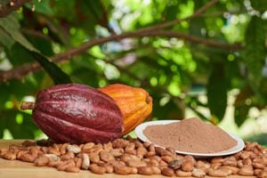 Celebran por primera vez el Día Nacional del Cacao y el Chocolate en México