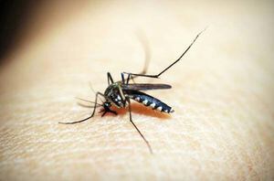 ¡ALARMANTE! Dengue, causa de muerte de al menos 18 personas en Colombia en 2020
