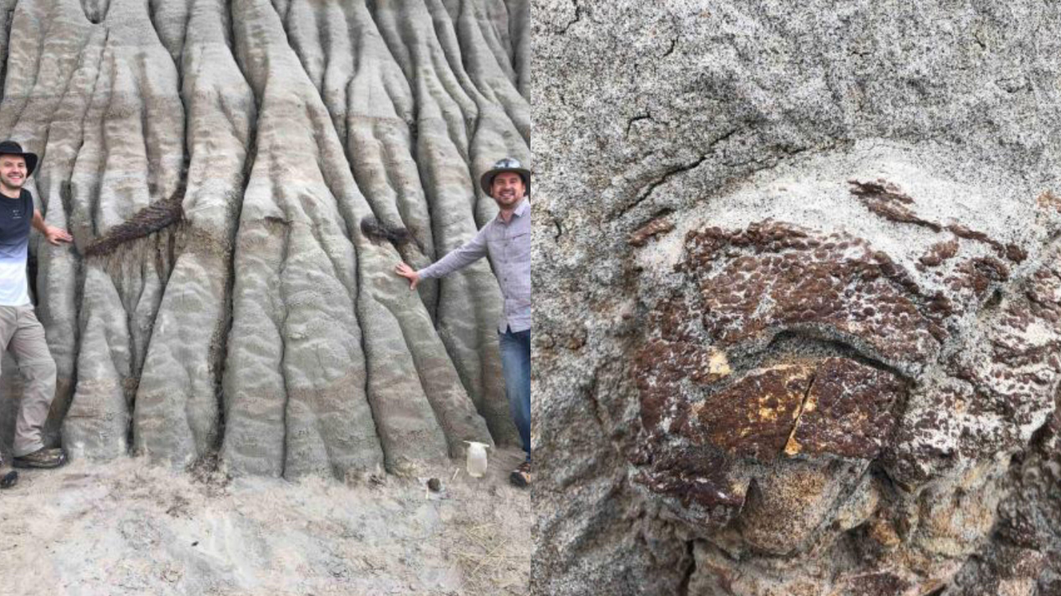 Investigadores encuentran uno de los mejores dinosaurios conservados en la historia – Metro World News Investigadores encuentran uno de los mejores dinosaurios conservados en la historia – Metro World News