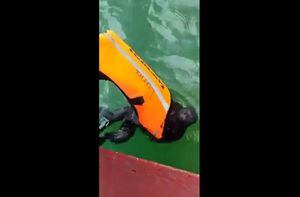 VIDEO. Mono aullador es salvado de ahogarse en el lago Petén Itzá