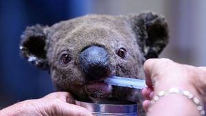 Incendios: todo sobre el peligro de extinción de los koalas