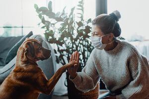 Covid 19: veterinarios recomiendan a contagiados evitar contacto con mascotas